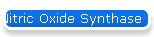 Nitric Oxide Synthase Detection Kit